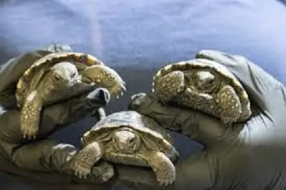 turtles