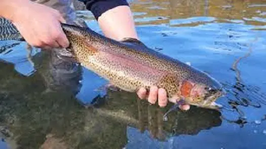 trout