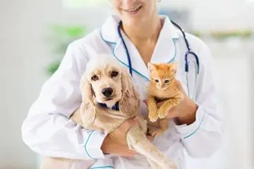 pet-clinic