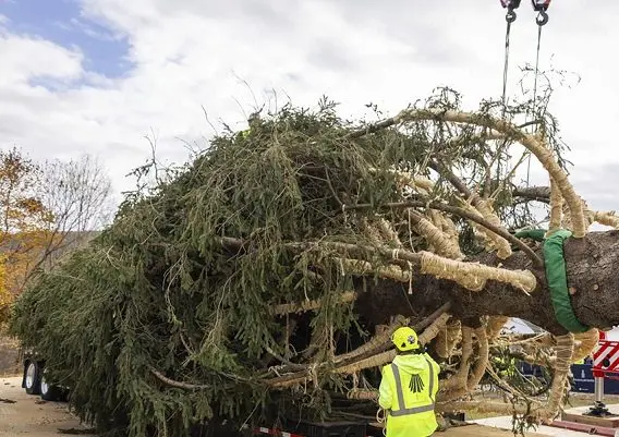 christmas-tree-rockefeller-center-massachusetts