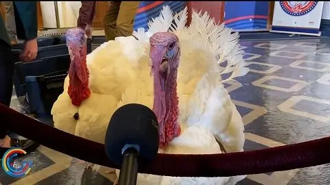 turkeys