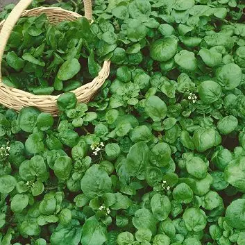 watercress