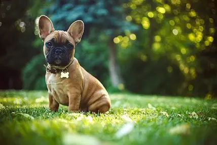 french-bulldog