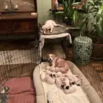 Dozens Of Dogs Rescued From Home In Centre Co.