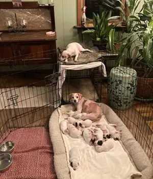 pic-from-centre-county-paws