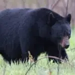 PA Game Commission Working On Statewide Black Bear Study