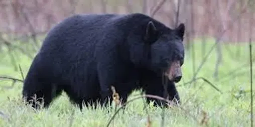 black-bear