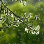 Pollen Counts High Across PA