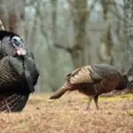 turkeys-2