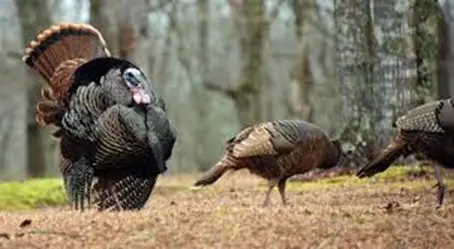 turkeys-2