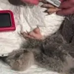 Eaglet Rushed Into Surgery After Swallowing Hook