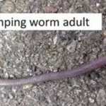 Asian Jumping Worms Invade 38 States Including PA