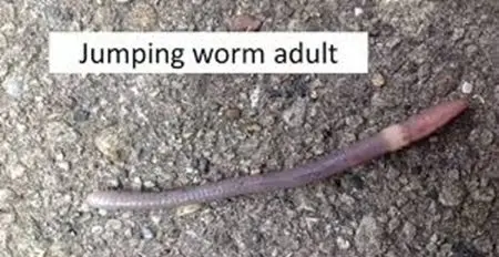 worm