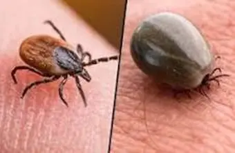 ticks