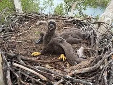 eaglet-5-4-26-dlh