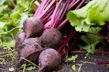 beets