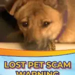 pet-scam