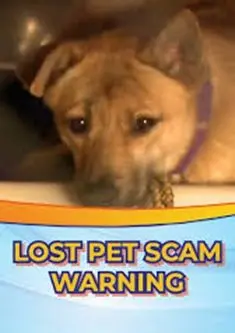 pet-scam