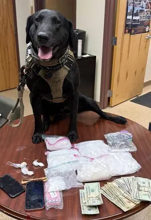 k9-blue