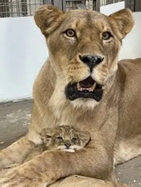 lion-cub
