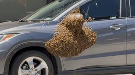 Bees Swarm Car In Jtown | Lightner Communications LLC - Altoona,PA