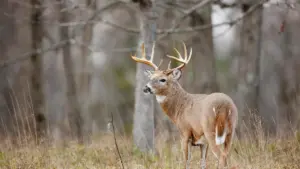 buck-deer-5-jpeg-8
