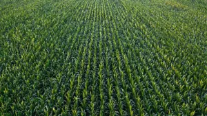 agronomy-5-jpeg