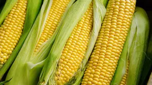 corn-4-jpeg