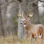 buck-deer-5-jpeg-10
