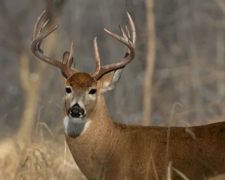 whitetail-deer-jpg