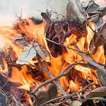 leaf-burning-3-jpeg-3
