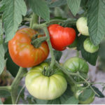 tomato-1