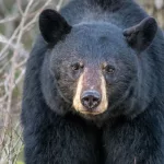 black-bear-adobe-stock-photo-1