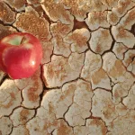 food-desert-adobe-stock-photo
