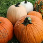 pumpkins-1