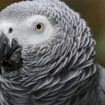 african-gray-parrot-adobe-stock-photo-11