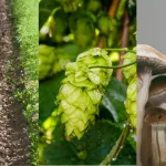 hemp-hops-shrooms-adobe-stock-photo