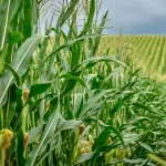 corn-3