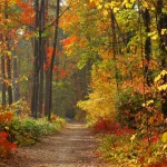 fall-colors-2