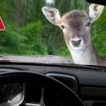 deer-car-4