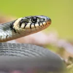 snake-5