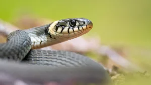 snake-5