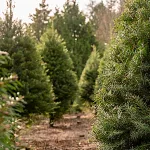 christmas-trees-4