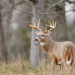 buck-deer-5