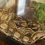 nagini-the-snake-5