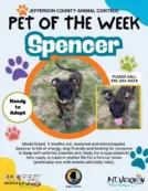 pet-of-the-week