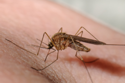 mosquito-jpg