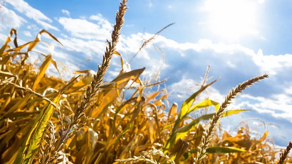 drought-1312503_960_720-jpg
