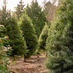 christmas-trees-4-jpeg-3