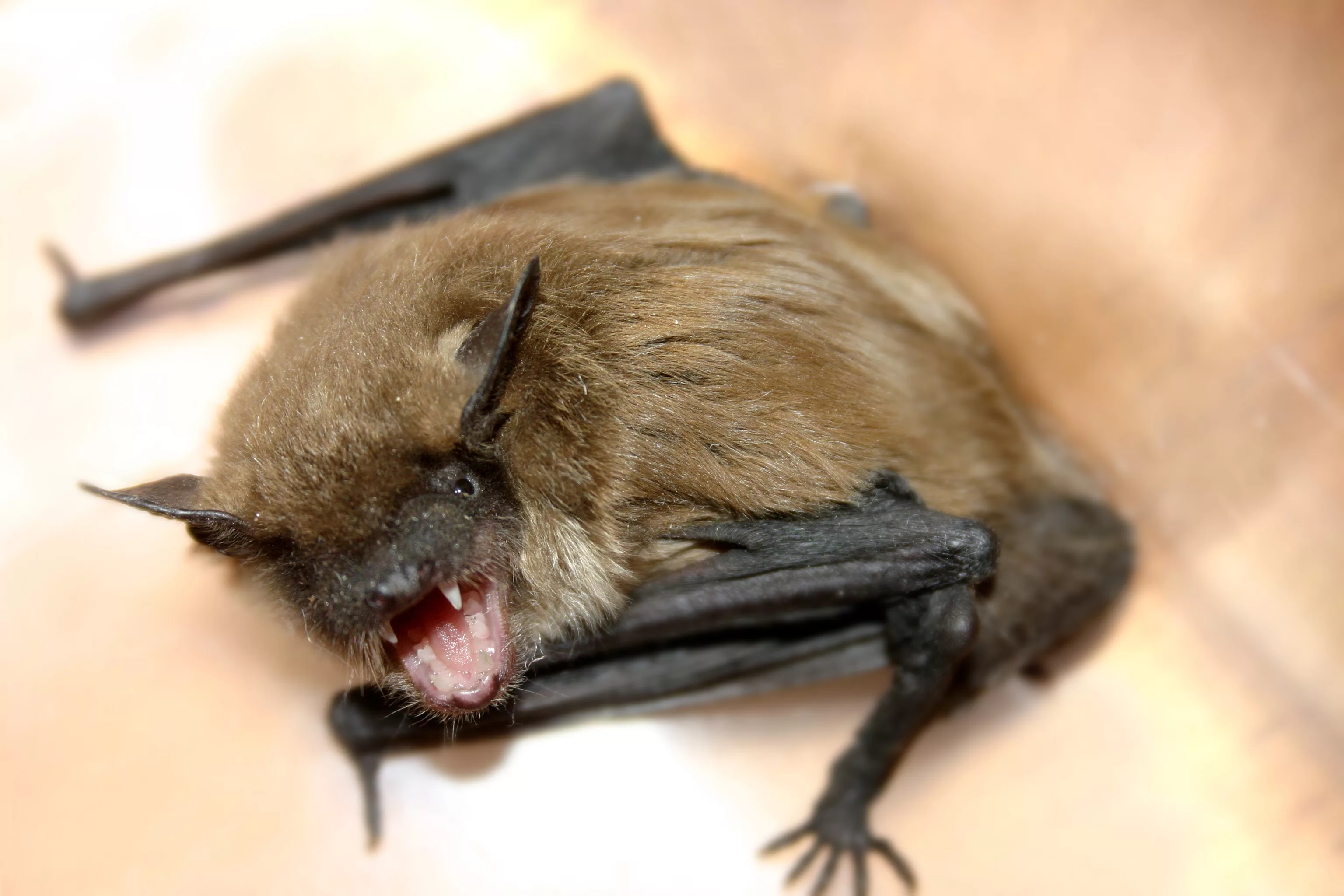 bat